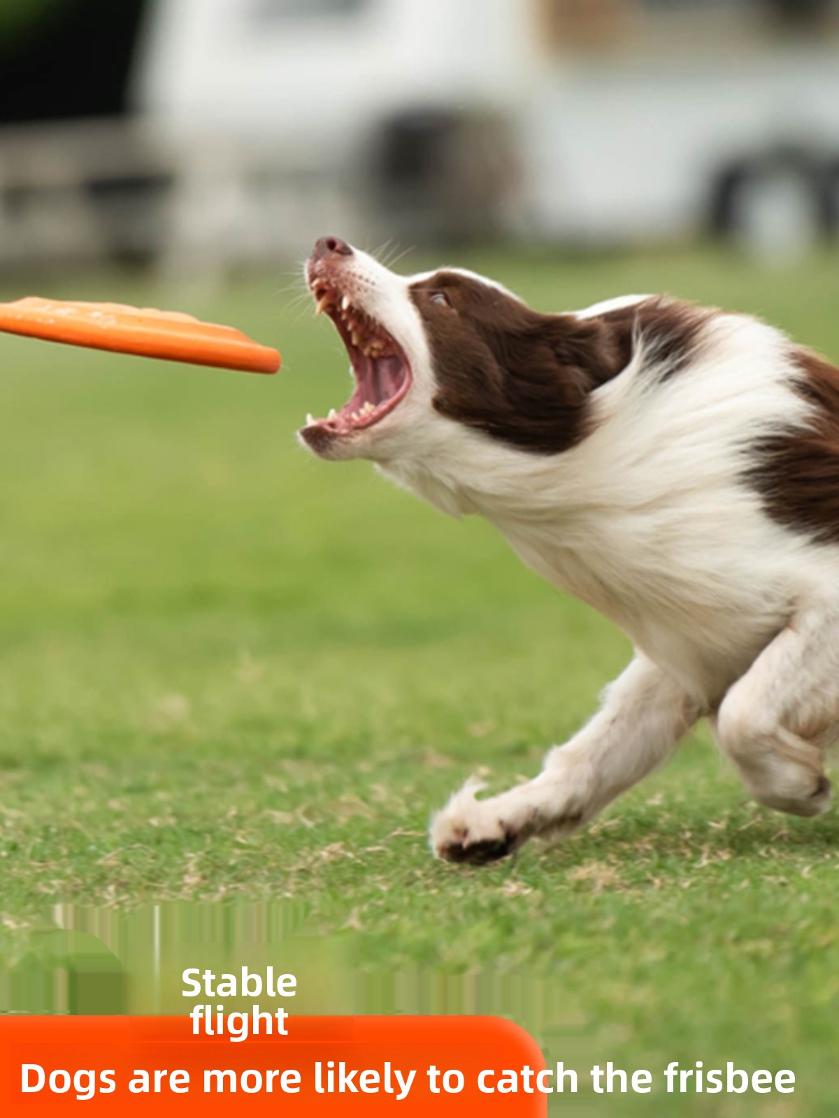 강아지 플라잉 디스크 부드럽고 내구성이 뛰어난 물림 방 - Flying Disc Dog Training Toy 리뷰 및 가격